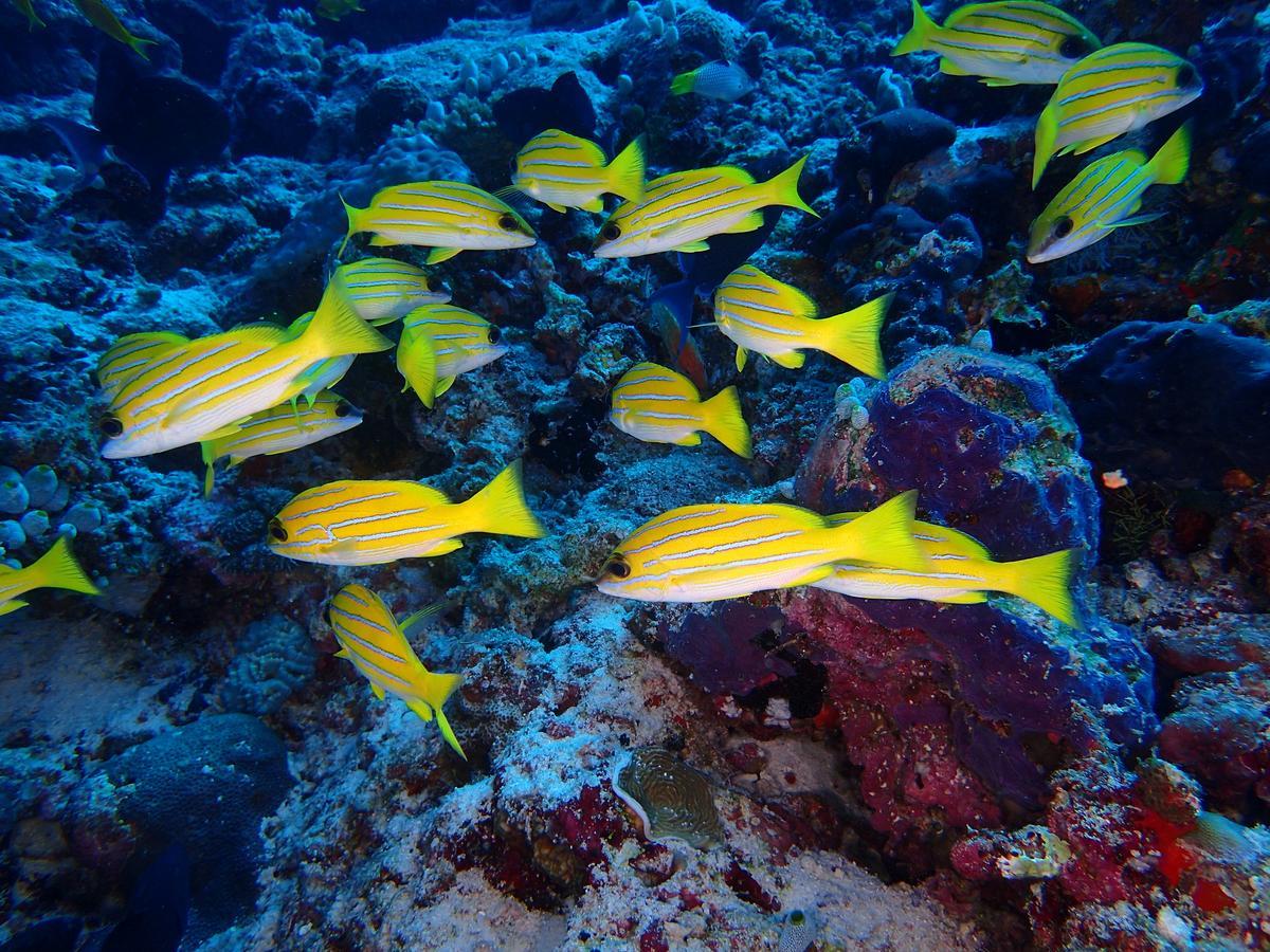 Equa Reef Maldives Hotel Addu City Exterior photo